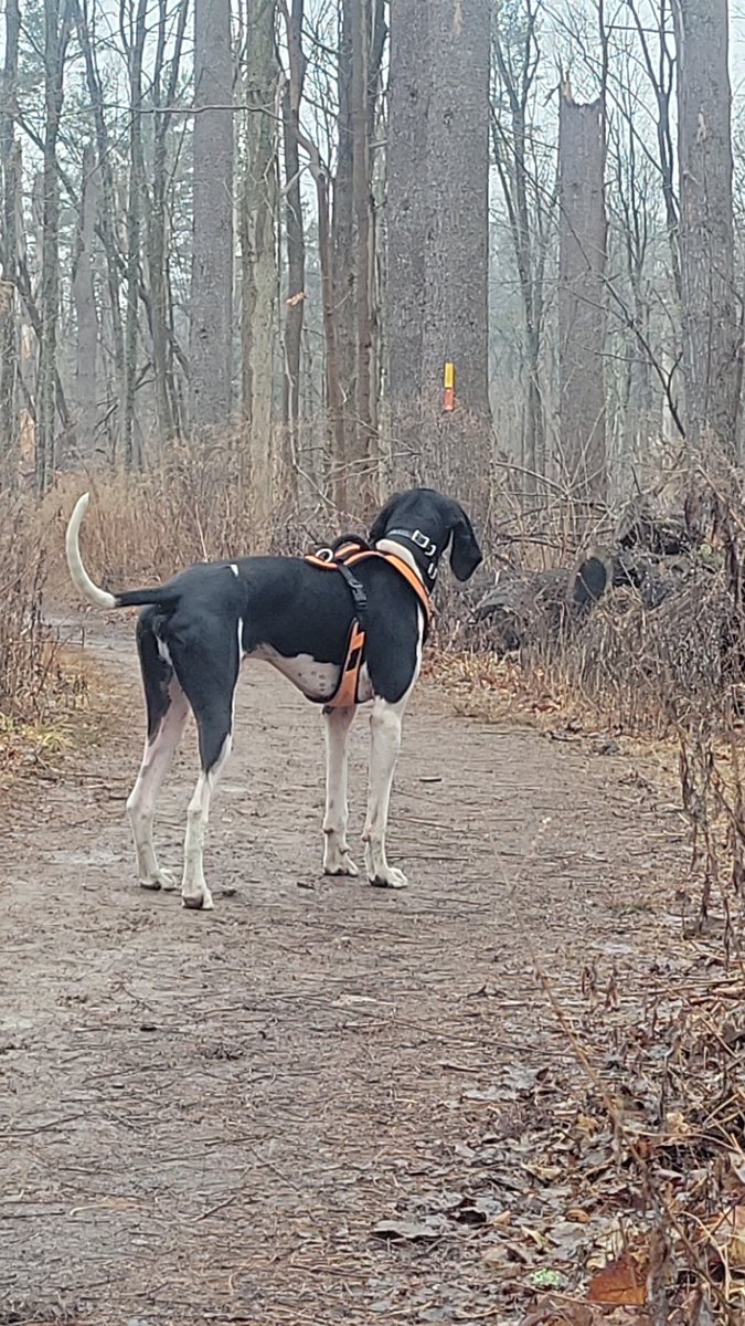 StewPadazo's tweet image. #coonhound  #offleash  hiking with my boy