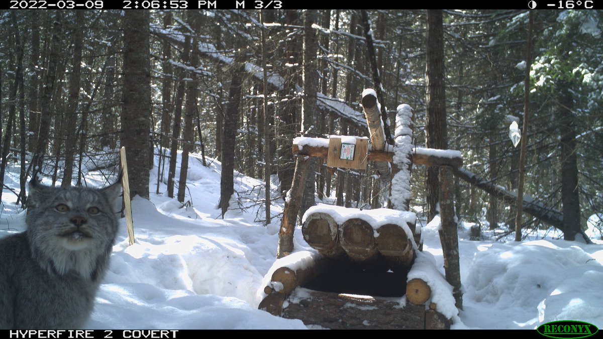 WCS_Canada's tweet photo. #PhotoBombFriday: Caption this photo from our wolverine team's camera trapping work to win a free @WCS_Canada touque! https://t.co/8xZ3iwjdRB