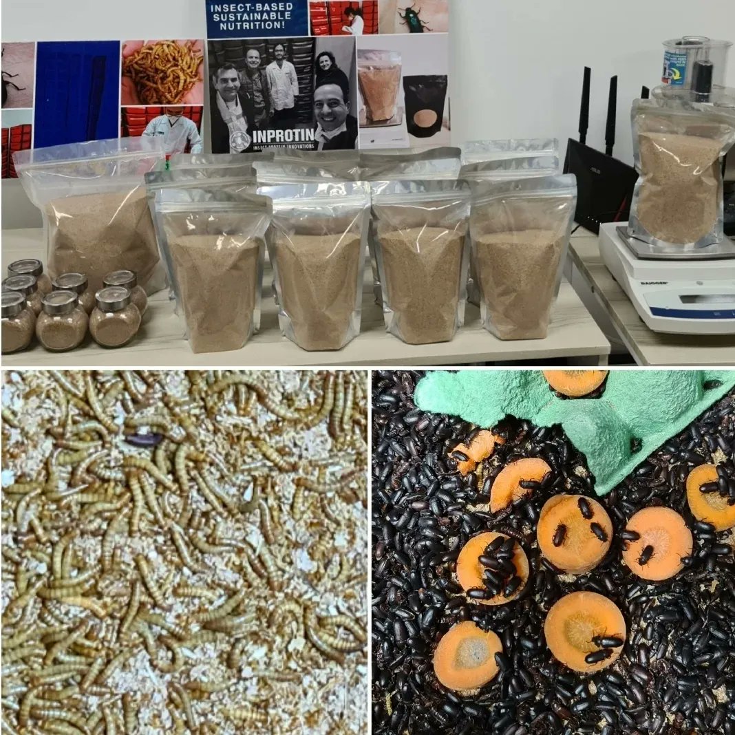 inprotin's tweet photo. Empacando nuestro primer producto, bio fertilizante Nuprogin producido por insectos, 100% natural y sustentable para fortalecer la nutrición y salud de las plantas, flores, frutas y vegetales y cuidado de los suelos! 🐛🇬🇹👍
#sostenibilidad #economiacircular #insectos #frass https://t.co/XQALixsL9w