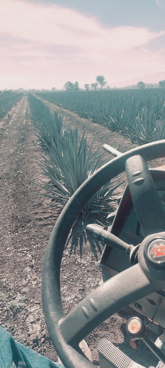 JuanMansancer's tweet photo. Para que no se acabe el tequila https://t.co/TOtyBzFyre