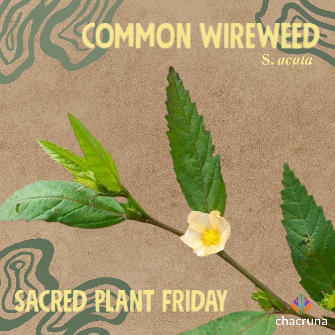 Chacruna Institute's Sacred Plant Friday photo