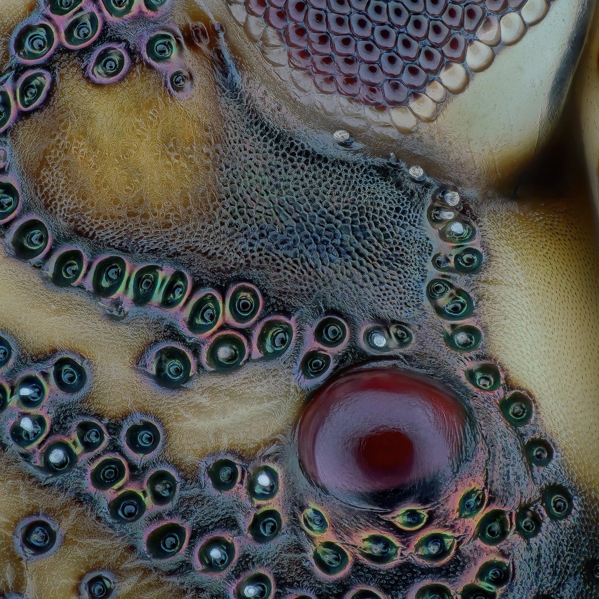 sagaOptics's tweet photo. Halyomorpha halys. Here you can see an ocelli and the compound eye. I have no dorsal view of this species. In order to show a rough assignment of the photographed spot, I marked this spot with another species of bug (red-legged shieldbug, Pentatoma rufipes) in the second picture. https://t.co/MzQgxBGXI8
