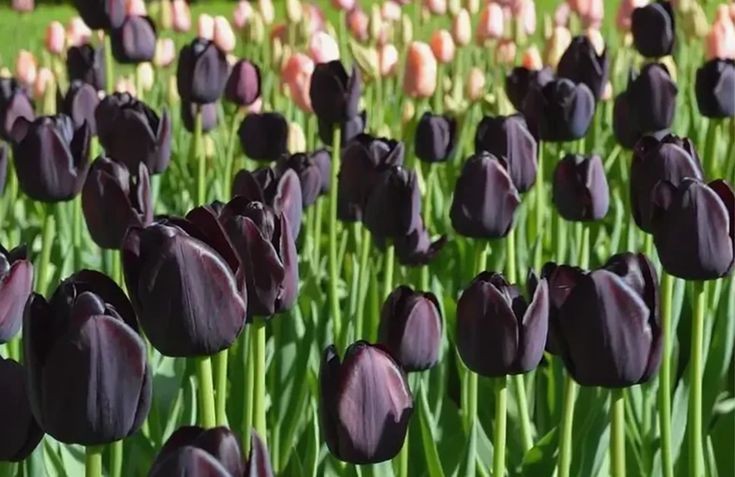softdeIicacy's tweet photo. black tulips. https://t.co/PqCU5T0xss
