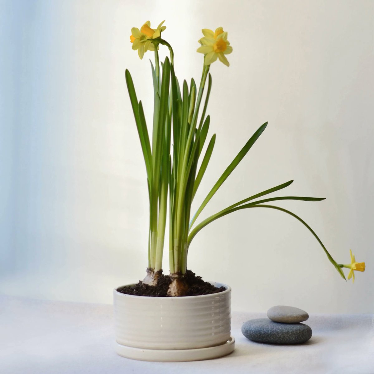 MaiaMing's tweet photo. Daffodils in bloom!
Fragrant sweetness of Springtime
The best time of year
#springhaiku #daffodils #ceramicplanter #handmade #springflowers #haiku #texturedplanter#functionalceramics #minimalist #micropoetry #micropoem #poem #poems #poetry #instagrampoetry #haikupoetry https://t.co/RtfCKH1FxM
