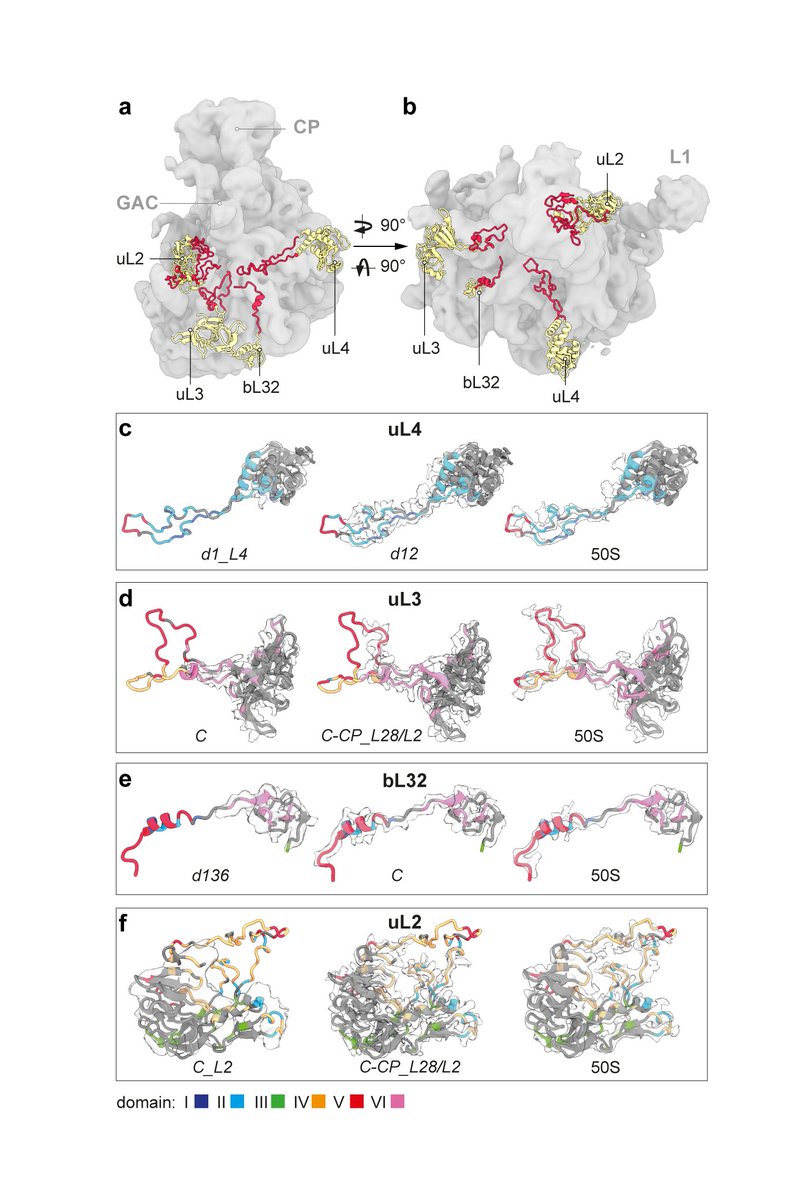 SimonMLauer's tweet photo. Late assembly steps are potentially assisted by the long tentacle loops of L-proteins that project into the center of the subunit and may sample rRNA segments to lock them in their final position. https://t.co/5fbG18CEmP
