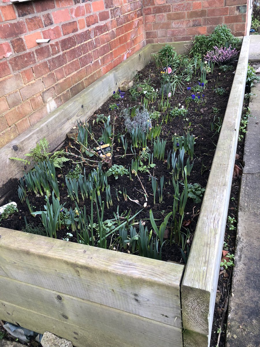 Digifem's tweet image. #BackToBooks #BackInTimeForTea re-planted planter at Stevie starting to fill out nicely #Springsoon @TNLComFund