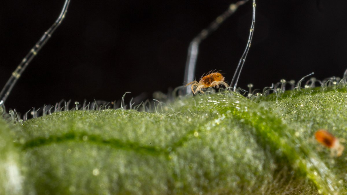KoppertMX's tweet photo. 🔎🕸 ¿Por qué este pequeño ácaro es un gran problema para muchos agricultores?
Aquí un pequeño hilo 🧵👇
#spidermites #pestcontrol #biocontrol #biologicalpestcontrol https://t.co/BBTx7qAlln
