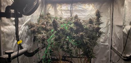 Pyedbryan's tweet image. Harvest incoming!  I only have 2 this time, but they are loaded!