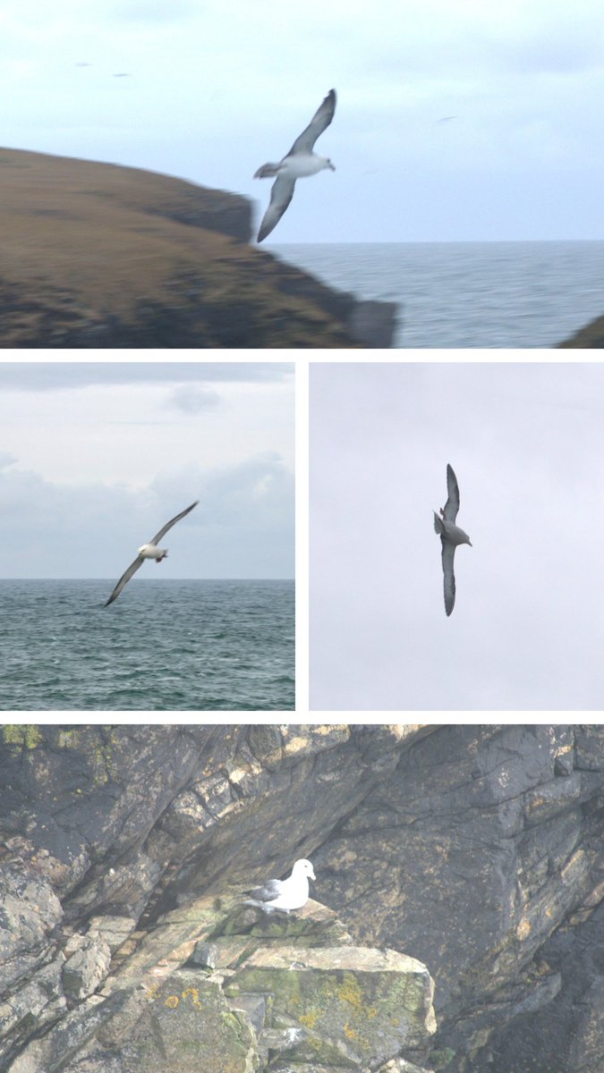 YPPsych's tweet photo. Post-Otto and lovely to see the #fulmar have not been put off nesting at #ButtofLewis
#RubhaRobhanais
#WesternIsles
#SignsofSpring https://t.co/3REqLHbaoJ