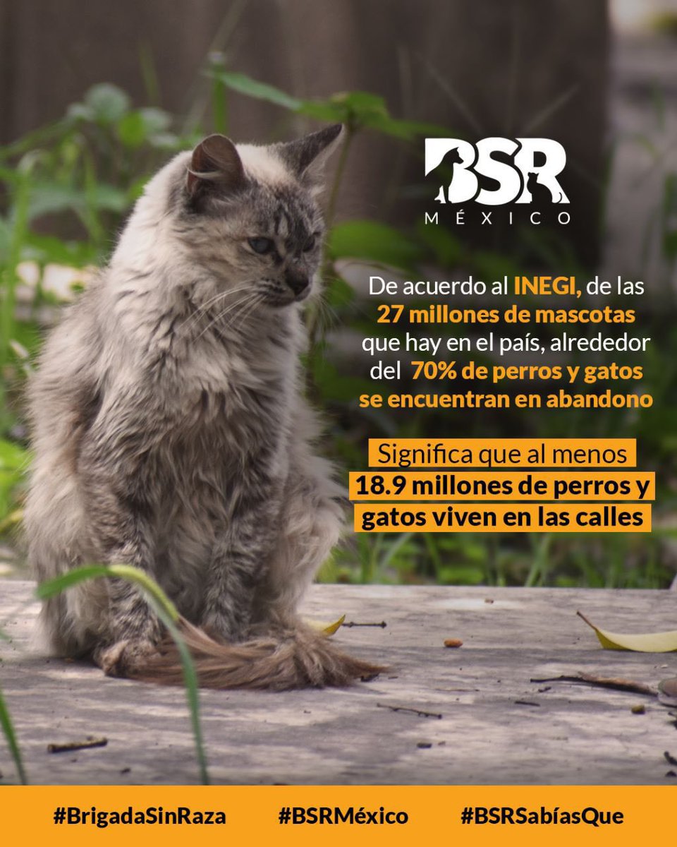 Brigada Sin Raza tweet media