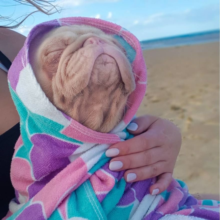 pugdog_'s tweet photo. Chill vibes 🥰🥰
#pug #dog https://t.co/C6hR9DGIWd