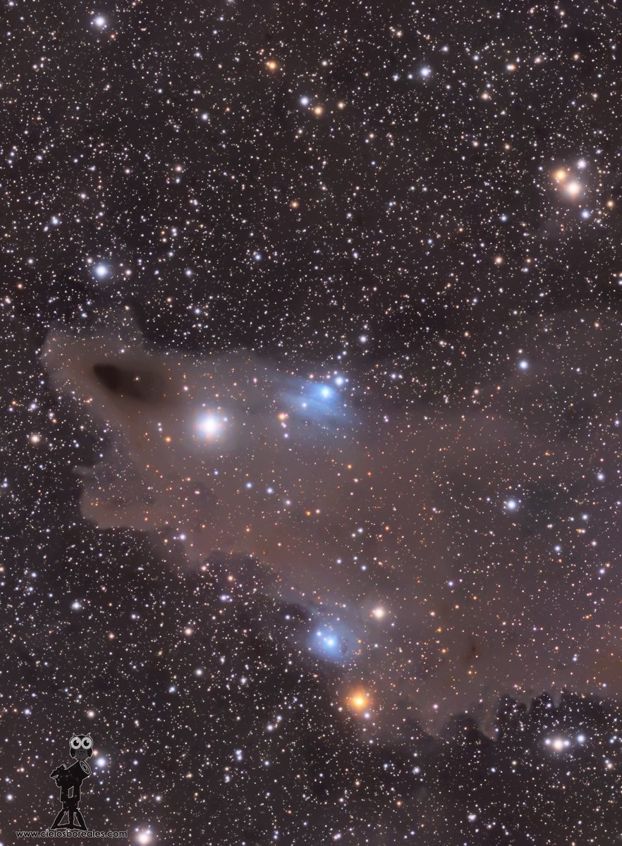 My last processed image (although the capture is from last summer). LDN 1235 or Shark Nebula. cielosboreales.com/astrofotografi… #astrophotography #space #astronomy 
📷@zwoasi 1600MM
🔭<a href="/SkyWatcherUSA/">Sky-Watcher USA</a> Esprit 100ED