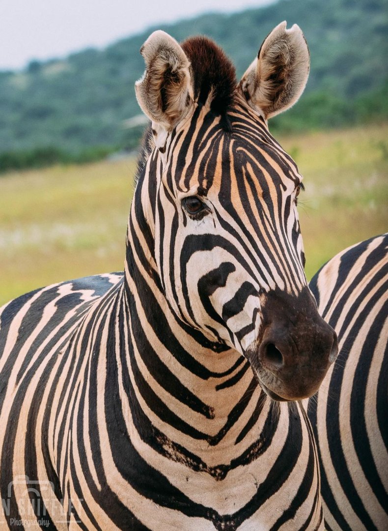 hotspots2c's tweet image. 𝐒𝐍𝐀𝐏𝐏𝐘 𝐒𝐀𝐅𝐀𝐑𝐈 📷
🐾⁠ Suit up in beige, holster a pair of binoculars and get ready to go wildlife spotting. 

Immerse yourself in the African bush!
| 📸  @erinshiffletphoto