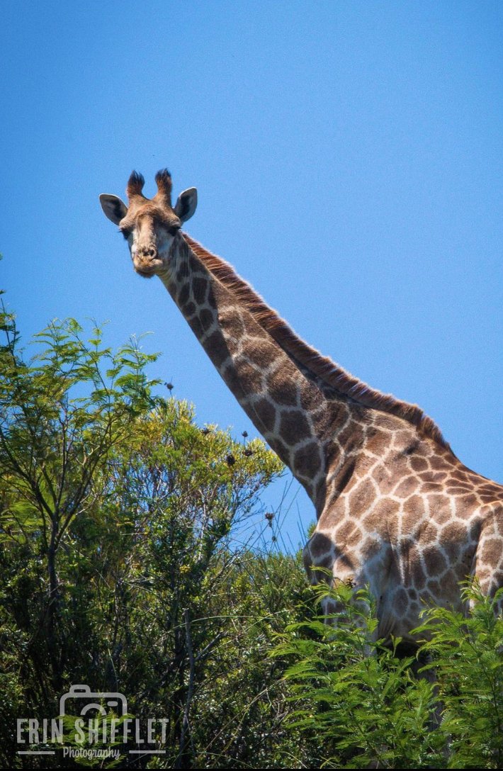 hotspots2c's tweet image. 𝐒𝐍𝐀𝐏𝐏𝐘 𝐒𝐀𝐅𝐀𝐑𝐈 📷
🐾⁠ Suit up in beige, holster a pair of binoculars and get ready to go wildlife spotting. 

Immerse yourself in the African bush!
| 📸  @erinshiffletphoto