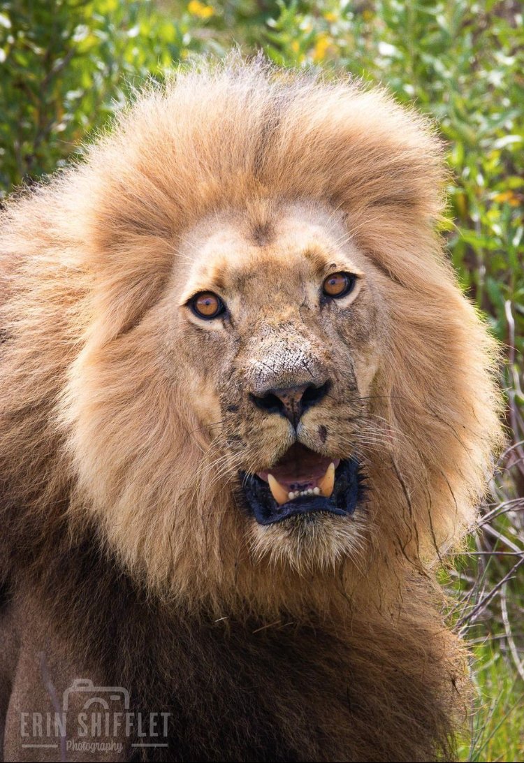 hotspots2c's tweet image. 𝐒𝐍𝐀𝐏𝐏𝐘 𝐒𝐀𝐅𝐀𝐑𝐈 📷
🐾⁠ Suit up in beige, holster a pair of binoculars and get ready to go wildlife spotting. 

Immerse yourself in the African bush!
| 📸  @erinshiffletphoto