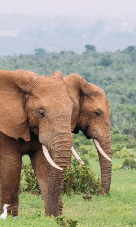 hotspots2c's tweet image. 𝐒𝐍𝐀𝐏𝐏𝐘 𝐒𝐀𝐅𝐀𝐑𝐈 📷
🐾⁠ Suit up in beige, holster a pair of binoculars and get ready to go wildlife spotting. 

Immerse yourself in the African bush!
| 📸  @erinshiffletphoto