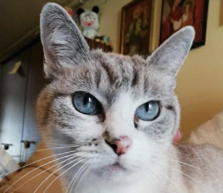 coca1674's tweet photo. Birba❤️ ovunque tu sia ti voglio tanto tanto tanto bene
#giornatamondialedelgatto https://t.co/mKjg94QHRv