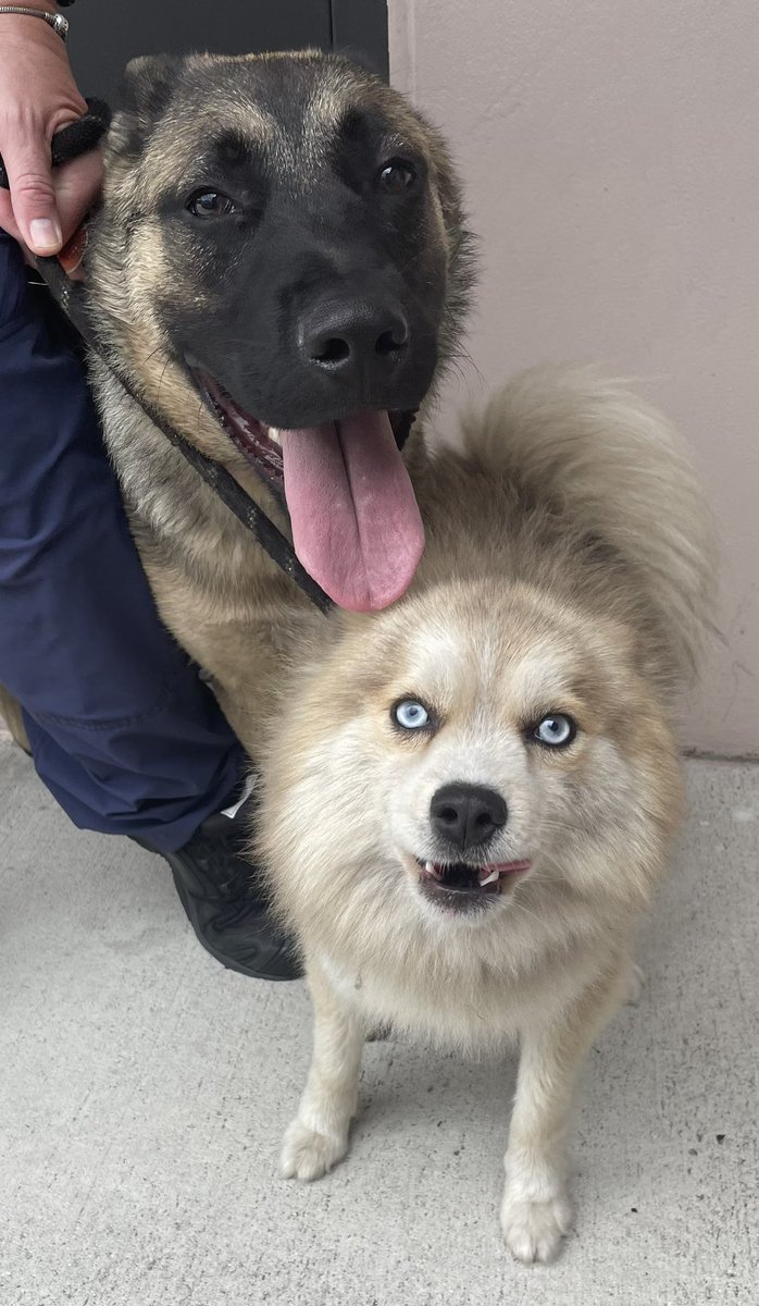 CoconutCreekPD's tweet photo. We found this lively duo in the 3700 block of Coconut Creek Parkway earlier today. Neither is chipped. They’re friendly and well taken care of so somebody has to be missing them. If you can help us reunite them with their owner, please call us at 954-973-6700. #LostDog #LostPet https://t.co/bm0KG0ISet