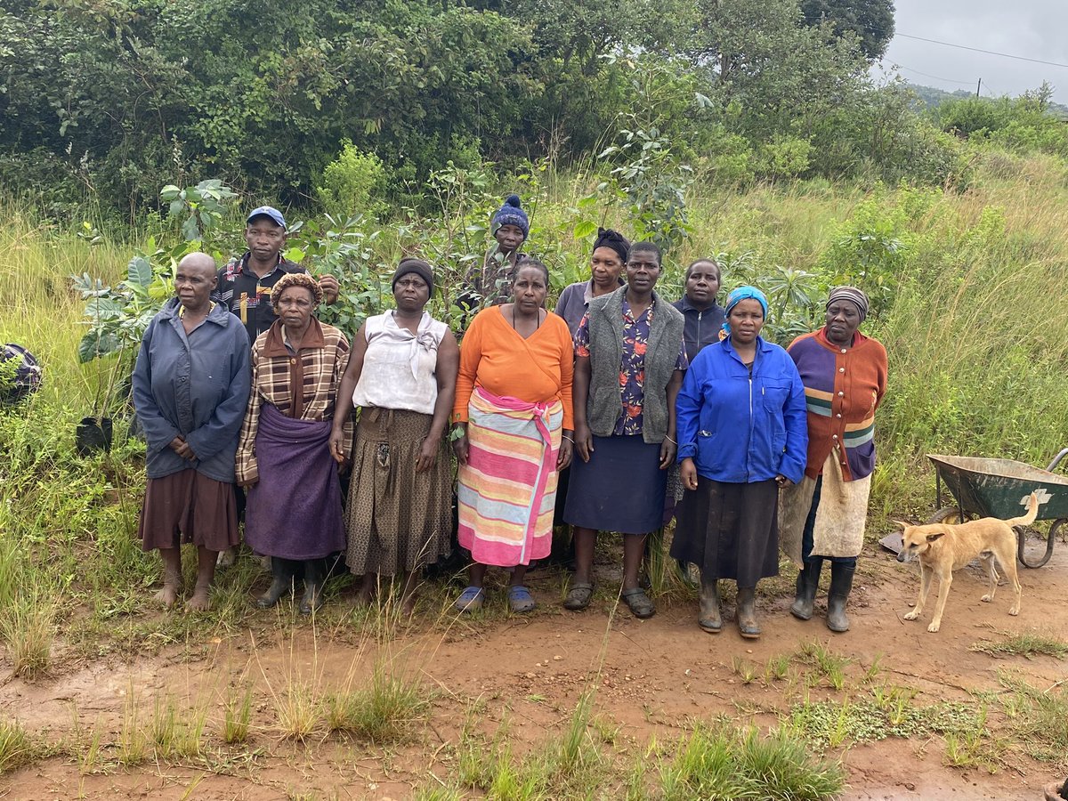 Dzomolamupo's tweet photo. Aa. Today we have planted 158 indigenous trees at Dzomo la Mupo we regard planting trees as a ceremony. We are reviving the water stream at Tshilungwi Community @blackdot_ptyltd @Earthlife_JHB #ClimateAction https://t.co/sfubXdUbbL