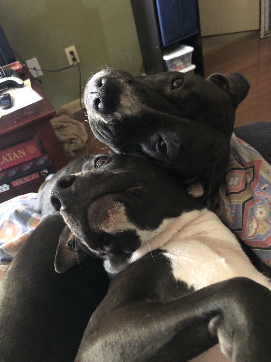 My silly pups Daisy Mae and Hinata Bean #showmeyourpitties #rescuedogs #AdoptDontShop