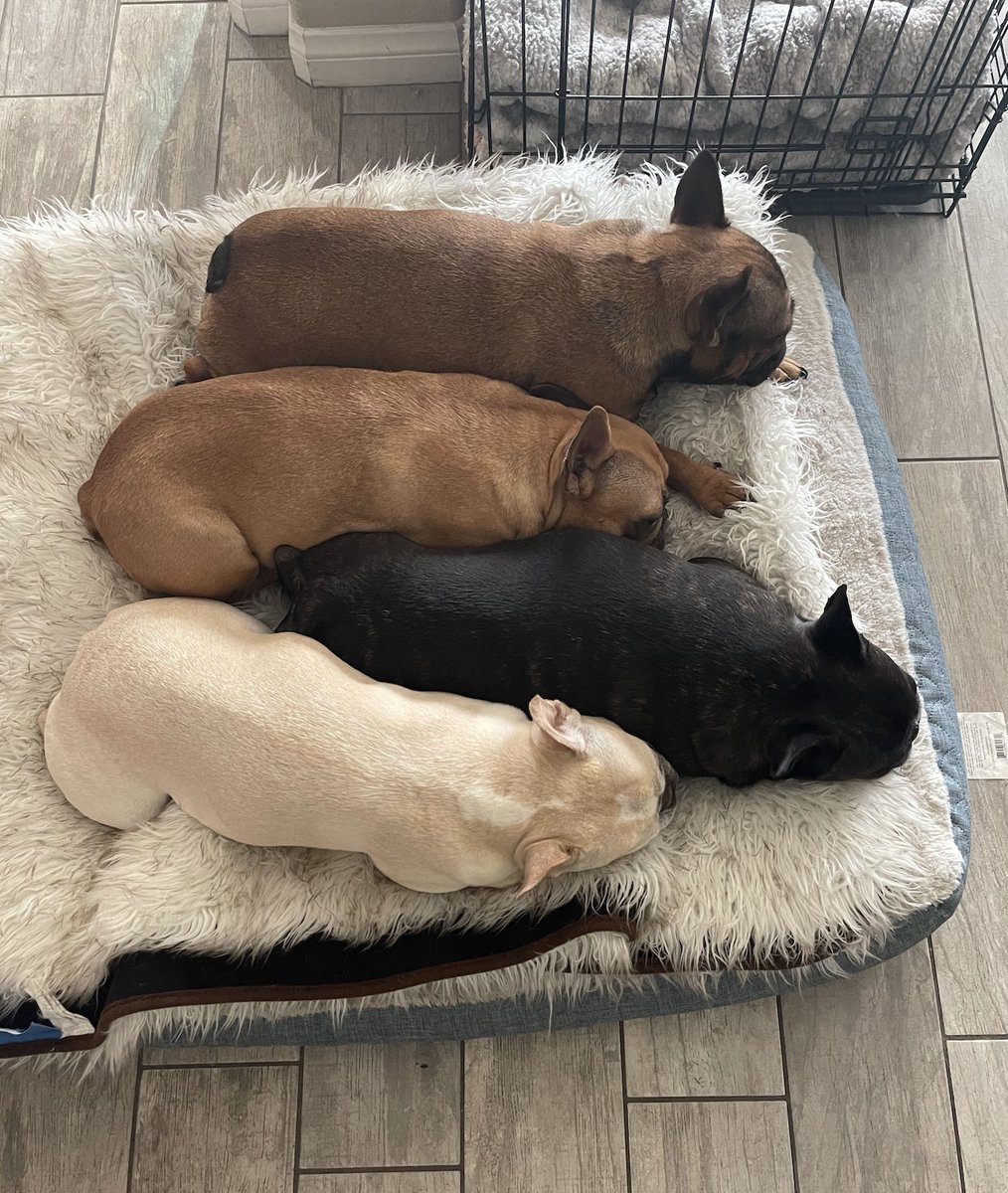NDConsulting1's tweet photo. Lining up to get their paws on NDC's new course, Accounting Basics for Property Managers! https://t.co/ZQJgUZQ2gS 

If you're a property manager, an owner, or an investor, our new course was created just for you! #yardi #propertymanagement #NDC #frenchies https://t.co/n0Rb8EK7bo