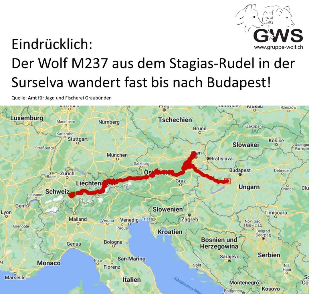 Eindrücklich: Der besenderte #Wolf #M237 wandert von der #Surselva bis vor die Toren von Budapest.
