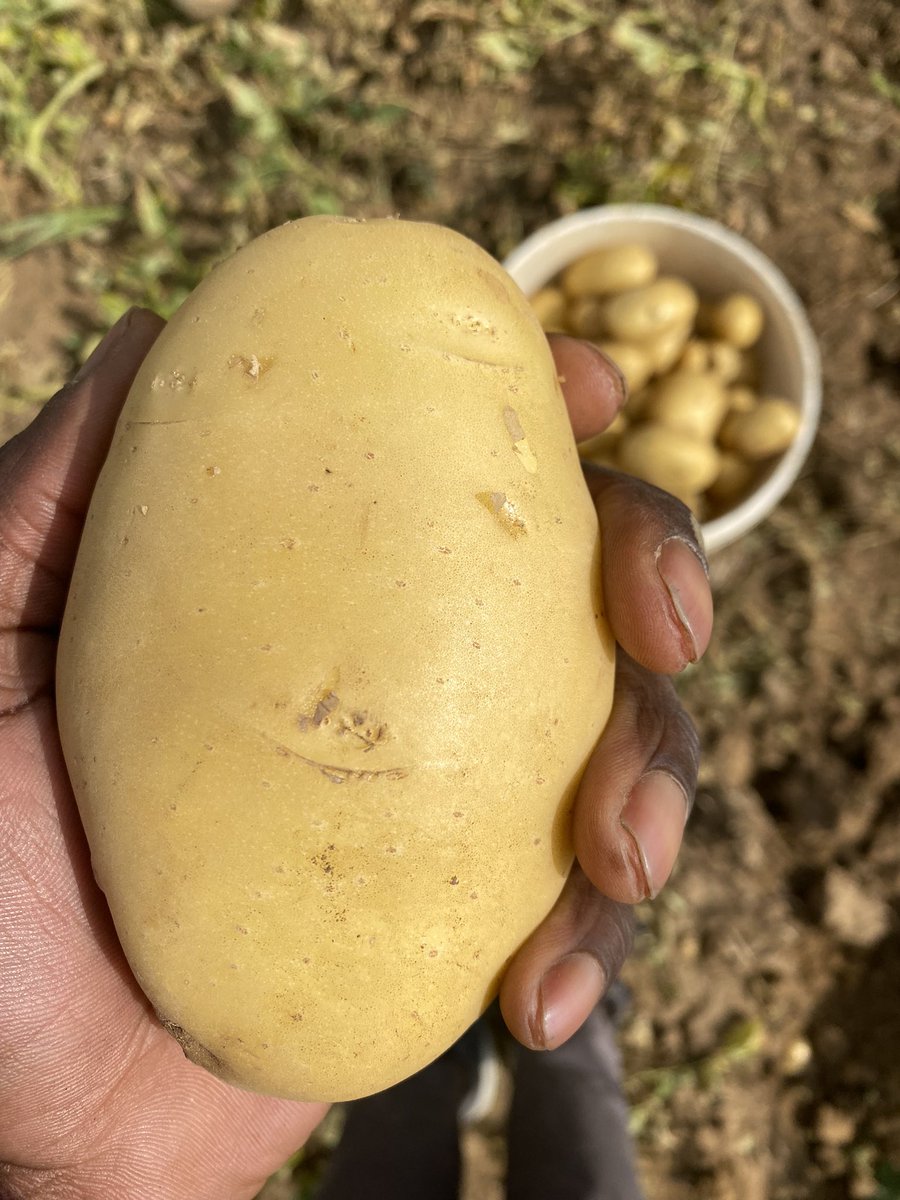 deliot8's tweet photo. We harvested our fresh Irish potatoes 🥔 today!!

These are perfect for fried/chips. The variety grown is tasty and just the best.

We sell per kg and in bags.
Send a DM for more information https://t.co/w3YzRyGo8M