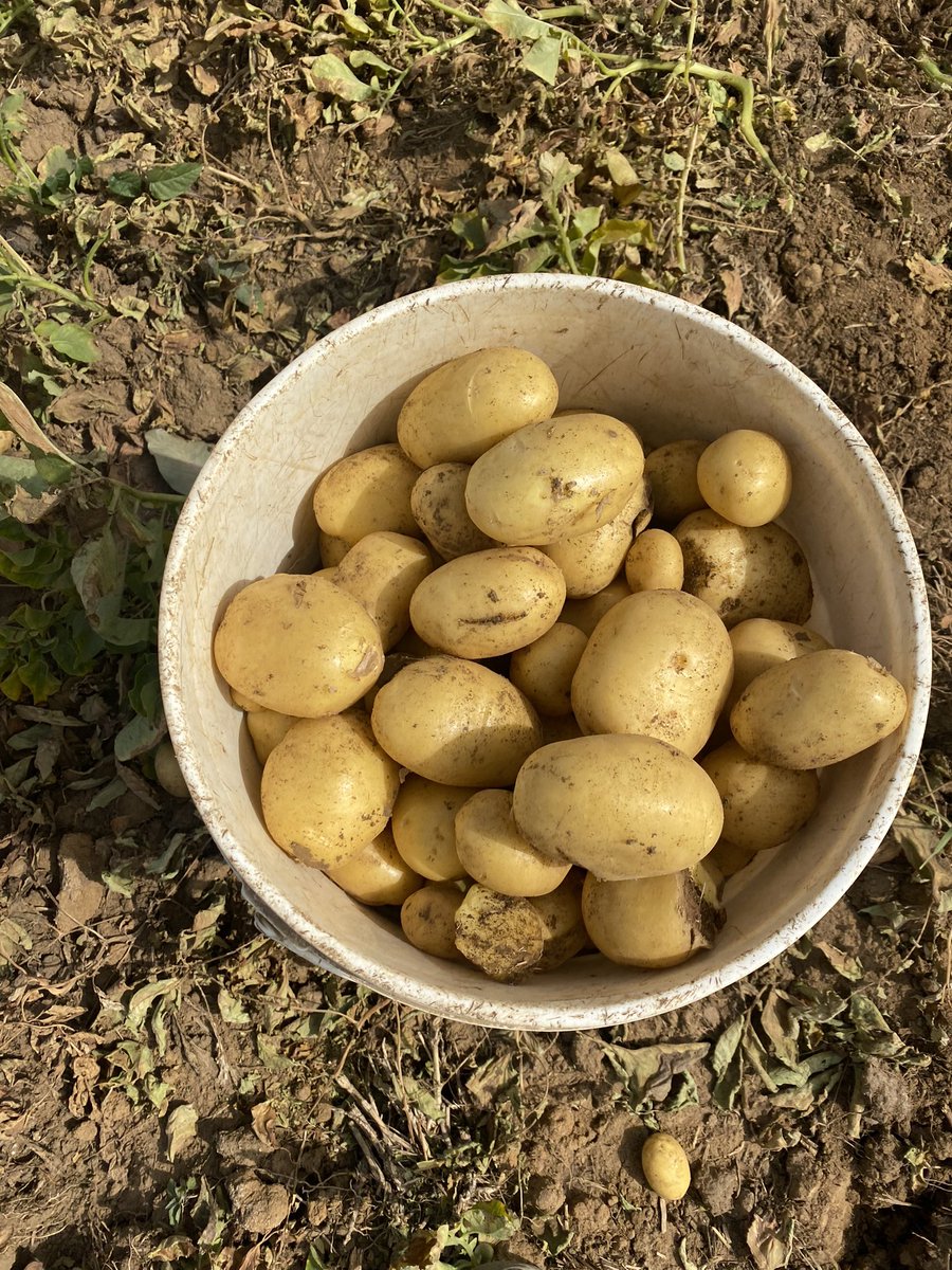 deliot8's tweet photo. We harvested our fresh Irish potatoes 🥔 today!!

These are perfect for fried/chips. The variety grown is tasty and just the best.

We sell per kg and in bags.
Send a DM for more information https://t.co/w3YzRyGo8M