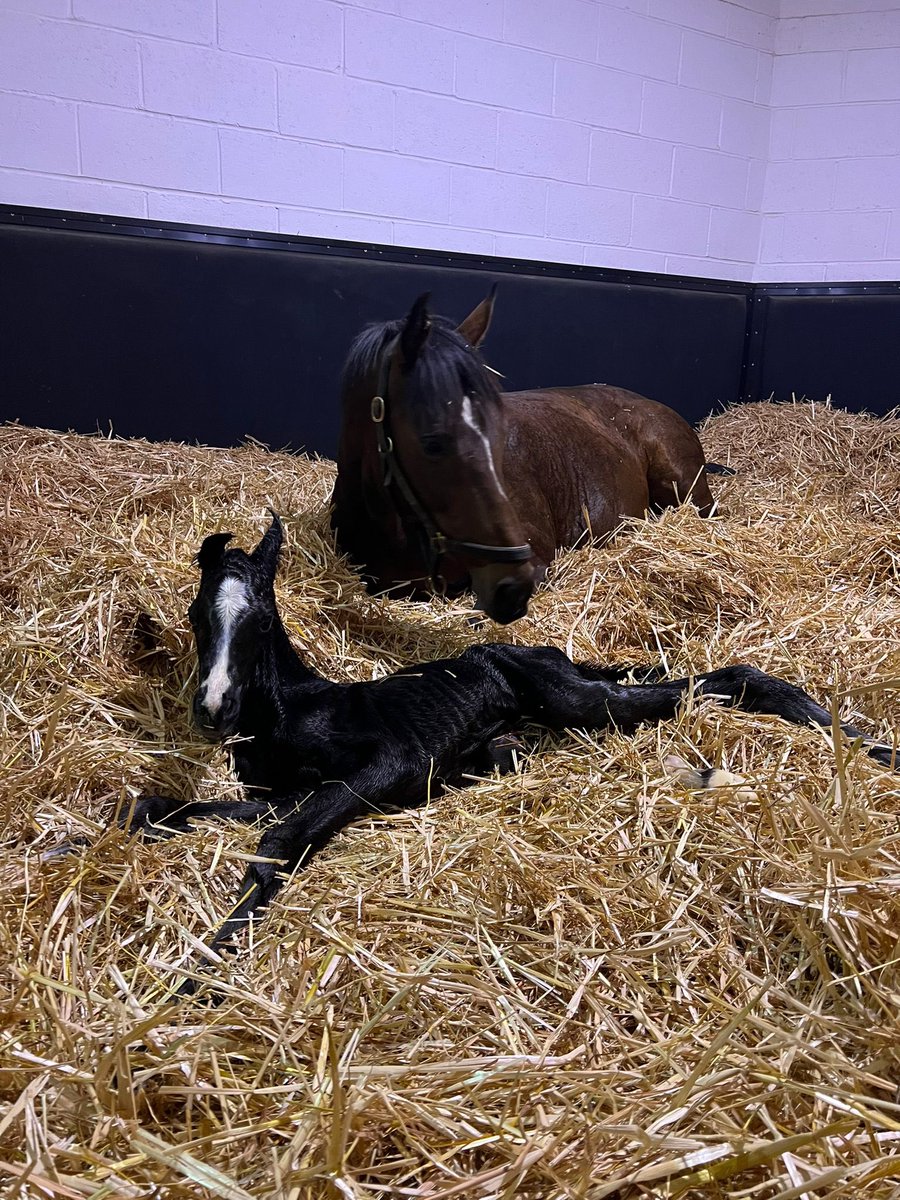 Beautiful Mohaather foal out of Chachamaidee just born.