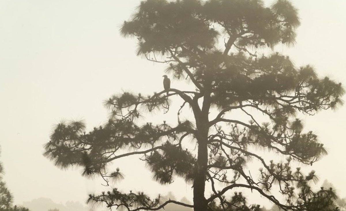 conservation_fl's tweet photo. Spotted👀 9 eagle nests along with this beauty perching in the trees found on a #ConservationFlorida project! 🦅 Happy #FieldFriday! 

📍Polk County, Florida
📸 Adam Strang Bass https://t.co/JoPDlWGGWp