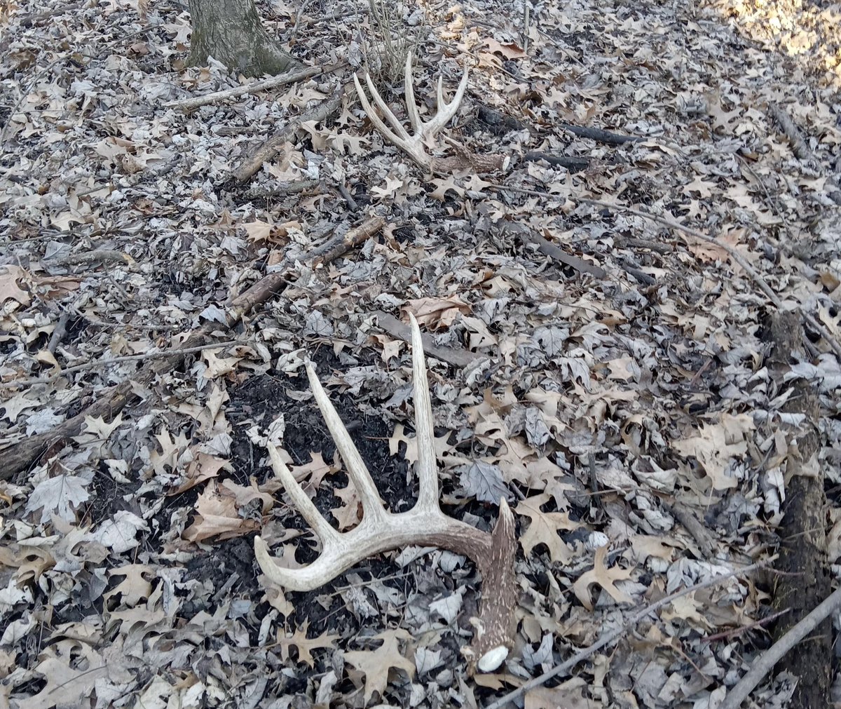 A friend of mine from Ohio just sent me this picture. Antlers are literally falling off of deer! Still think the water is safe to drink?