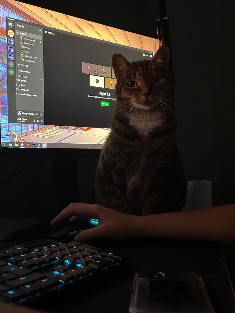 fwyellow's tweet photo. The reason I miss my one taps 🐱 https://t.co/aIfJgKjbRE