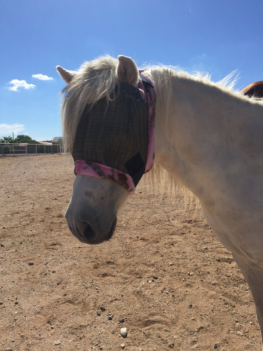 MagesTreasure's tweet photo. Excited to share the latest addition to my #etsy shop: Miniature Horse/Pony Fly Masks - Dual Adjustment or w/ Ear Holes - Made To Order https://t.co/YAtUVUm5RK #tack #flymask #miniature #shetland #flyprotection #sunprotection #eyeprotection #miniaturehorse #pony https://t.co/9TbCgABgrk