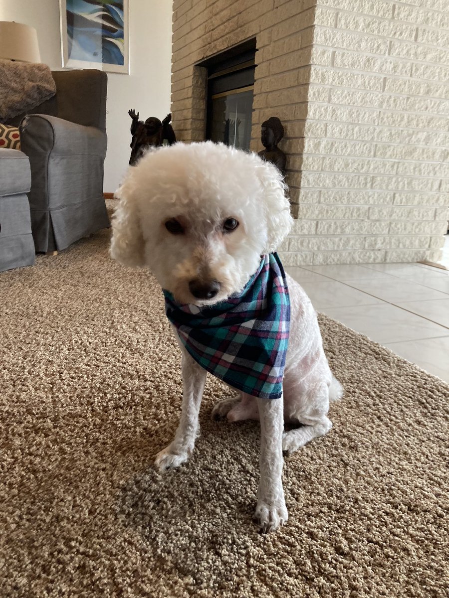 James The Dog 🐾🦴🐾 on Twitter "Does my new haircut make me look silly?"