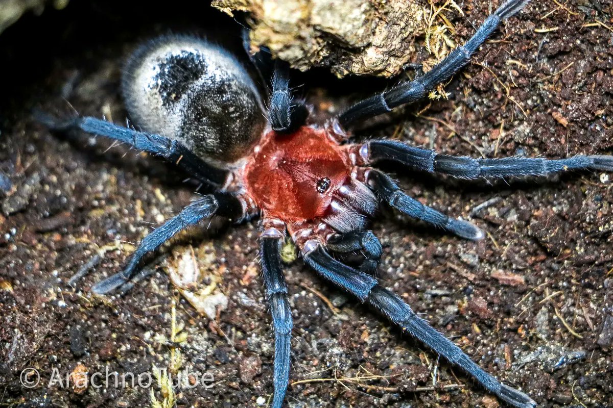 ArachnoTuber's tweet photo. This is Bumba horrida (ex Bumba cabolca) adult female- hopefully gravid. 
***************************************************
Do you shop at TSS UK? (The Spider Shop) Use my affiliate link, if you do - 
https://t.co/XG7SQlDdPK
*************************************************** https://t.co/A0QtWhBn2P