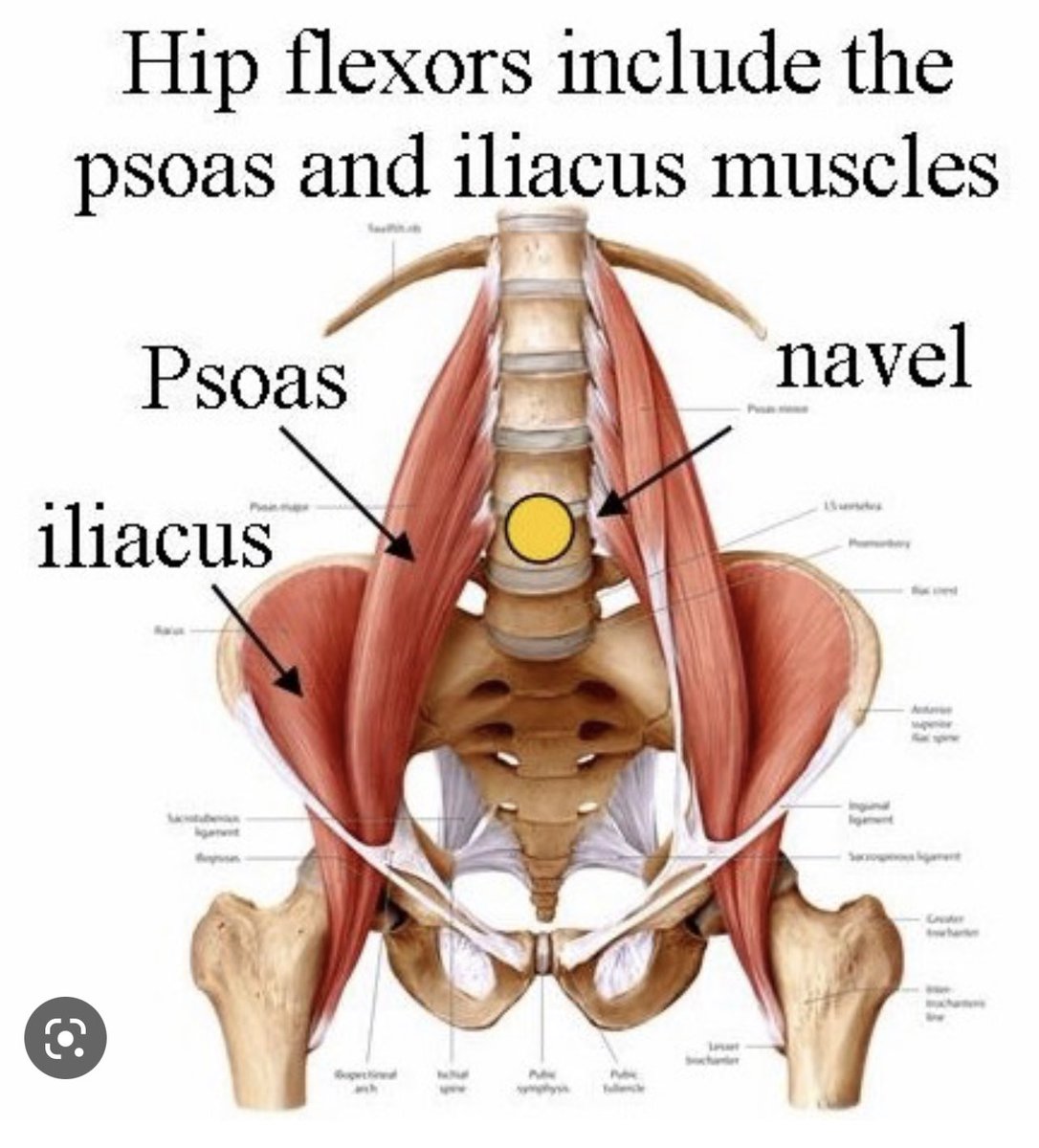 Lin_Progress's tweet photo. @luzarianna_ Your hip flexors may be too tight. When your hip flexors are tight, they will put more stress on your lower back muscle creating chronic pain and weakness. Your hip flexors includes the Psoas, which are located on your lower back. Peep the diagram below. https://t.co/ZST9qEz2my