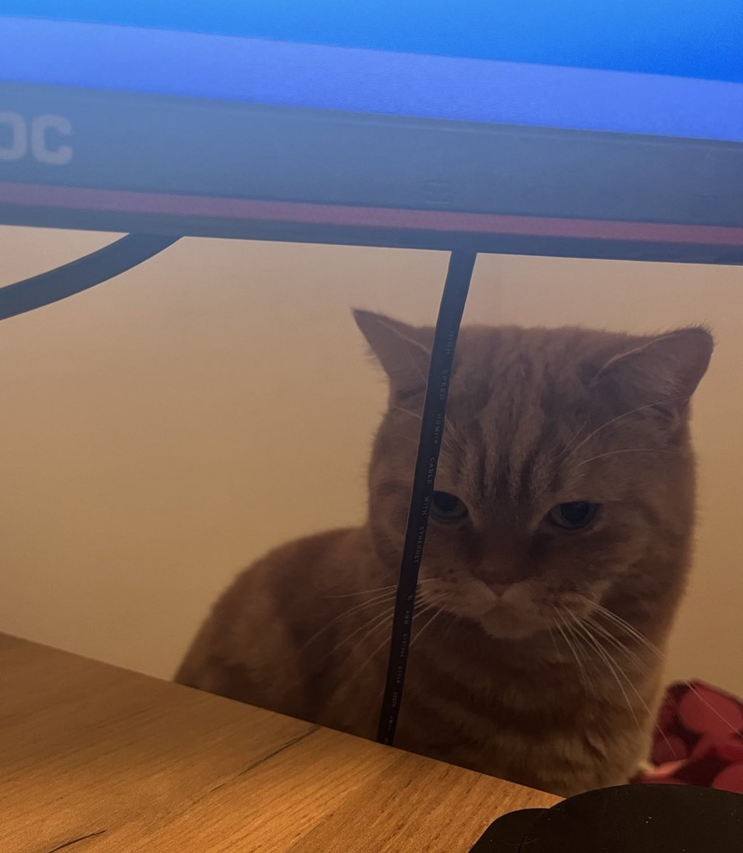 Wie kann man so fokussiert auf ein Kabel starren. Nacho hat maximale Aggressionsprobleme wenns um HDMI Kabel geht.