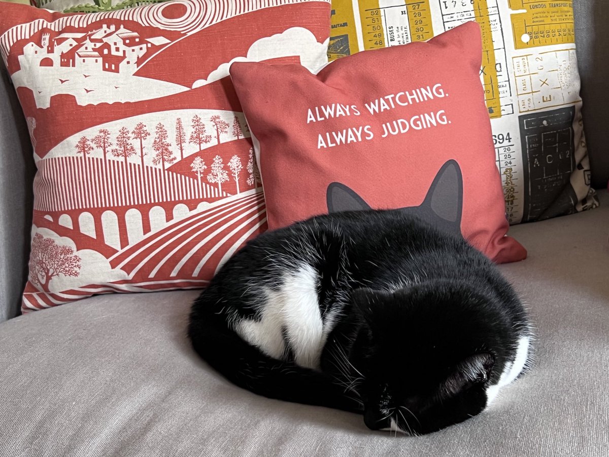 stewieandmilou's tweet photo. Poppy, I would like to challenge this…. 😹 #SleepinCat😻 #AlwaysWatchingAlwaysJudging https://t.co/k8EnEPyXCG
