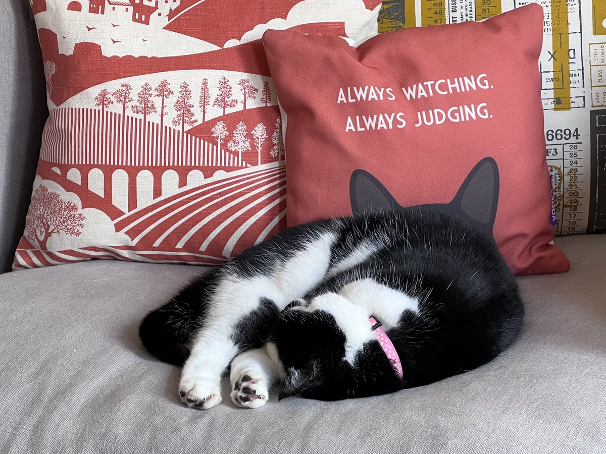 stewieandmilou's tweet photo. Poppy, I would like to challenge this…. 😹 #SleepinCat😻 #AlwaysWatchingAlwaysJudging https://t.co/k8EnEPyXCG