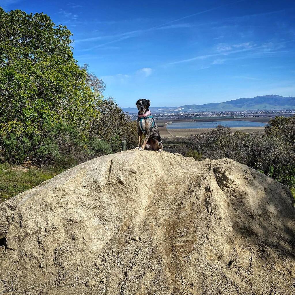 Toro Grind tweet media