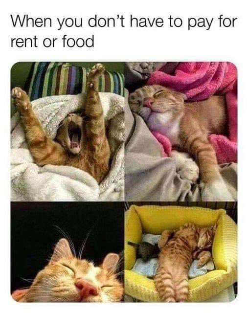 TheodoreSeries's tweet photo. It’s #FridayFunday 😹 Anyone else have a #fuzzyfreeloader 🤔 #westilllovethemtho 
. 
Theodore’s first book is officially out! You can see his adventures at https://t.co/BylqGYuMlT
.
#paperclippublishing  #theodorethegreat https://t.co/pT4rsgZ0ZG
