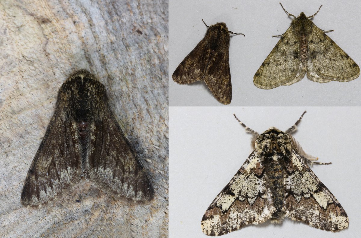A beauty pageant from last night's trap - our first ever Small Brindled Beauty, a Pale Brindled for comparison and one of my favourites and our first of the year - Oak Beauty <a href="/BC_Norfolk/">BC Norfolk</a> <a href="/norfolkmoths/">Norfolk Moths (Jim Wheeler CMR)</a>