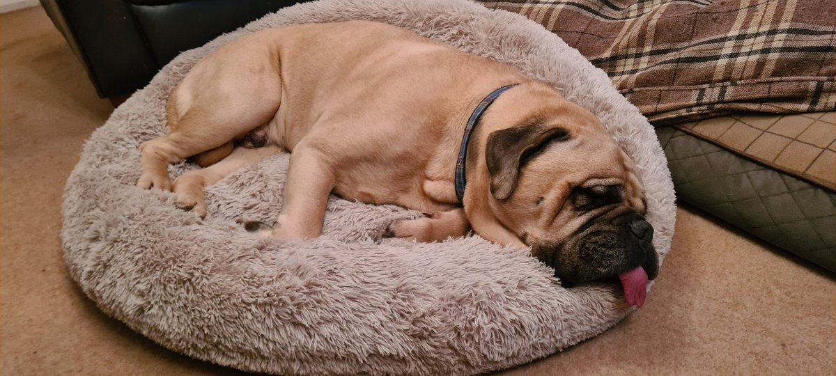 I think Elvis loves his new bed! 😴😴🤣🤣💙