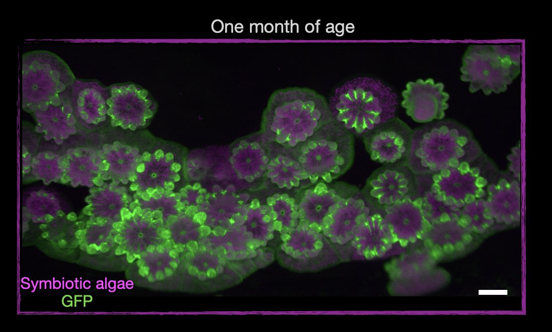 It is so exciting!!
I’m honored to be awarded the 2023 Emerging Research Organisms Grant from SDB <a href="/SocDevBio/">Society for Developmental Biology</a>.
I’ll use the grant to achieve the microinjection of shRNA in the rice coral 🪸 Montipora capitata👩🏽‍🔬,@womensinscience <a href="/ScienceStowers/">Stowers Institute</a> <a href="/Gibson_Lab/">Gibson Lab</a>