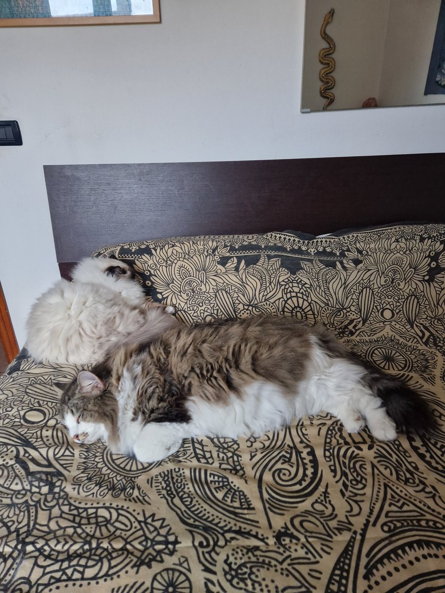 #GiornataNazionaledelGatto Fata Morgana, Viper e Kirbi, Misha, Ginger e Newton i miei patati ❤️