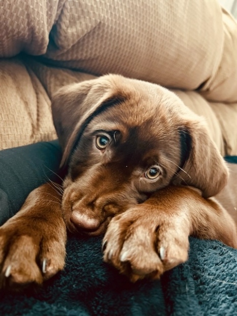 Look at that face! 😍
📷: Vote for Zola & enter your own dog: l8r.it/TF1y

#moderndog #dogs #dogsofinstagram #dogmom #dogdad #dogoftheday #dogoftheweek #dogloversofinstagram #labradorretriever #labradorretrieversofinstagram #labrador #retriever