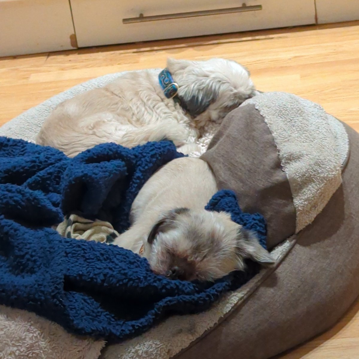 tweetlikeatwit's tweet photo. It's #DoggoClock over at #P4A2023 https://t.co/qemfRyPD70