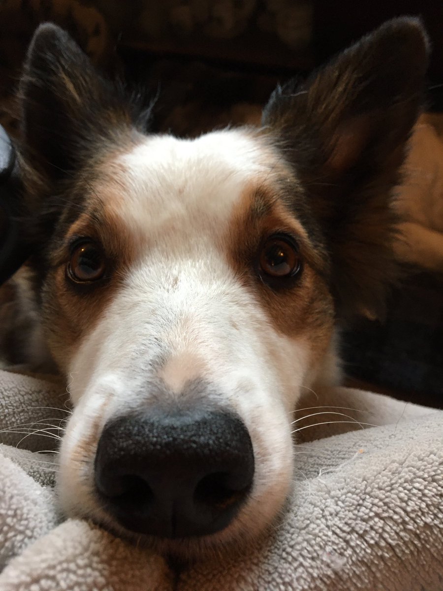 squirrelnemesis's tweet photo. Treats? #hungly https://t.co/Zt9KlqjpJp