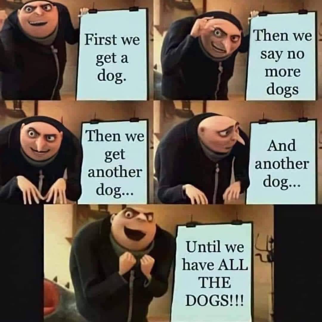 Heckin Good Dogs tweet media