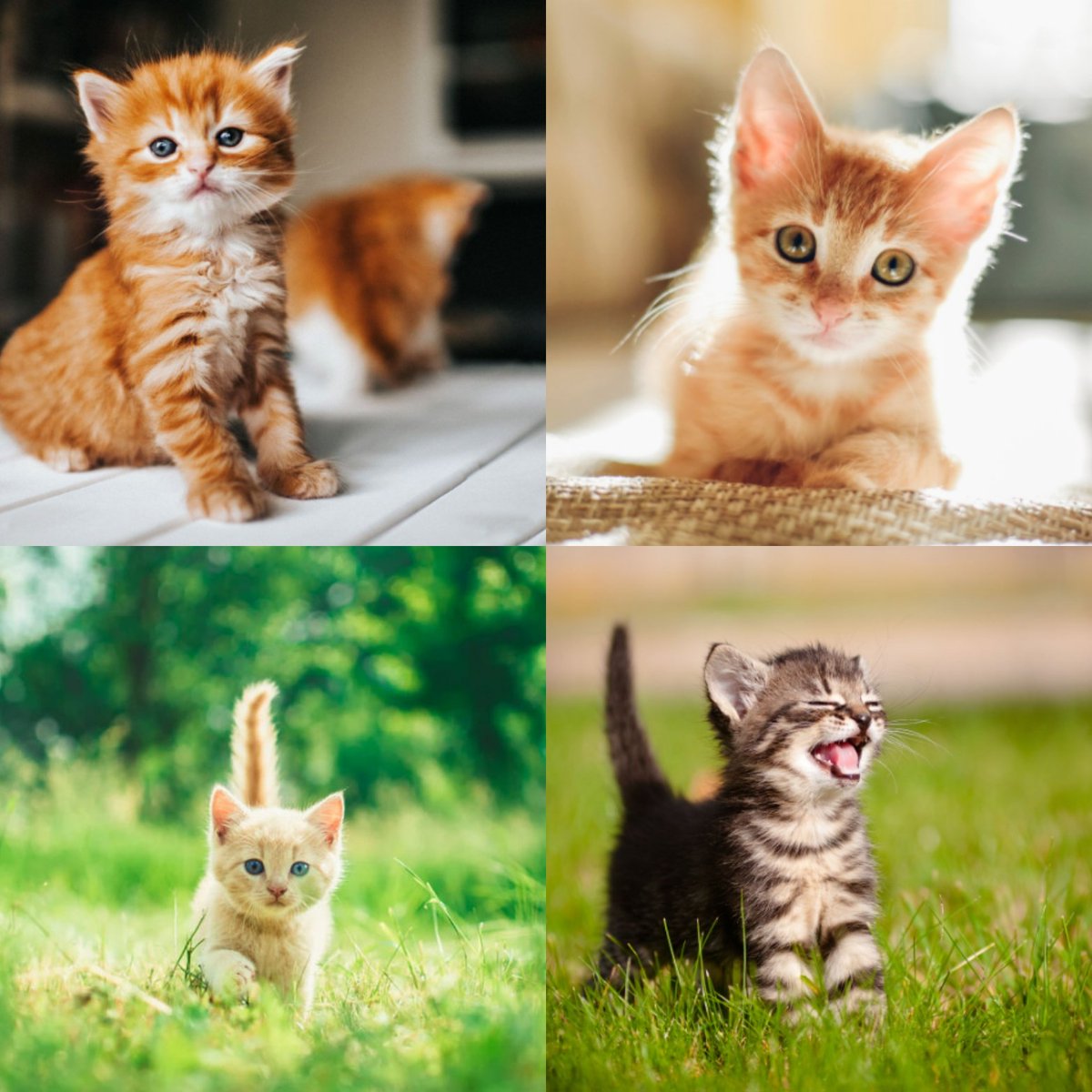 Which is your kitty? 😂💖